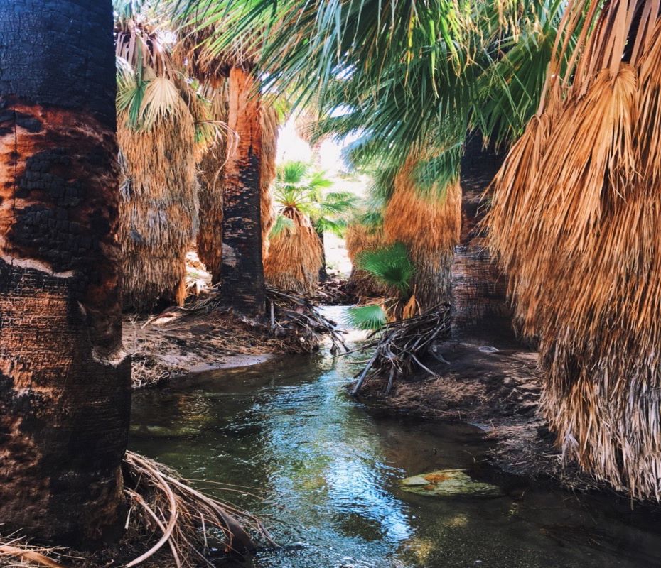 Palm Canyon