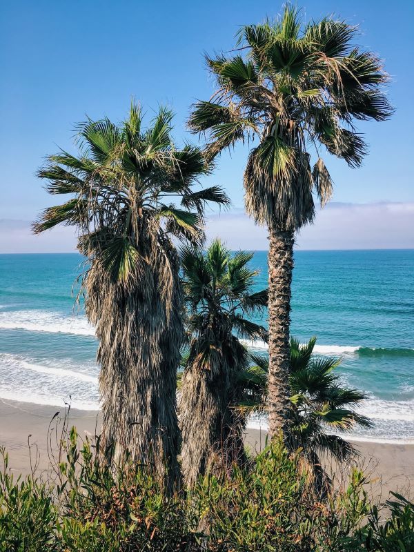 Palm Trees at Swami's Beach Encinitas, California