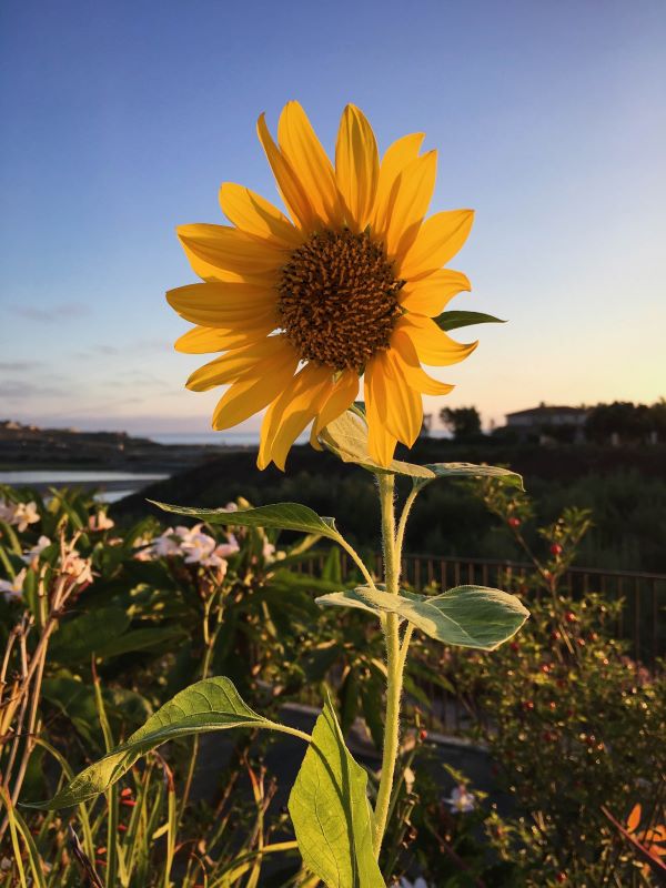 Sunflower