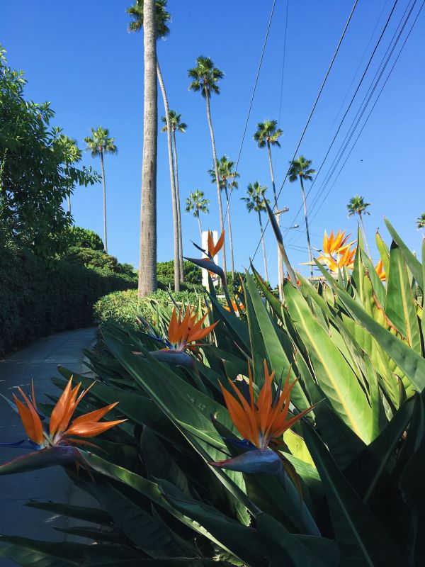 Bird of Paradise on sidewalk