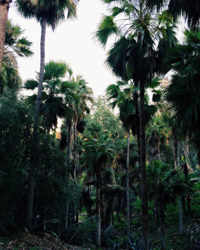 Palm Trees in Balboa Park San Diego California