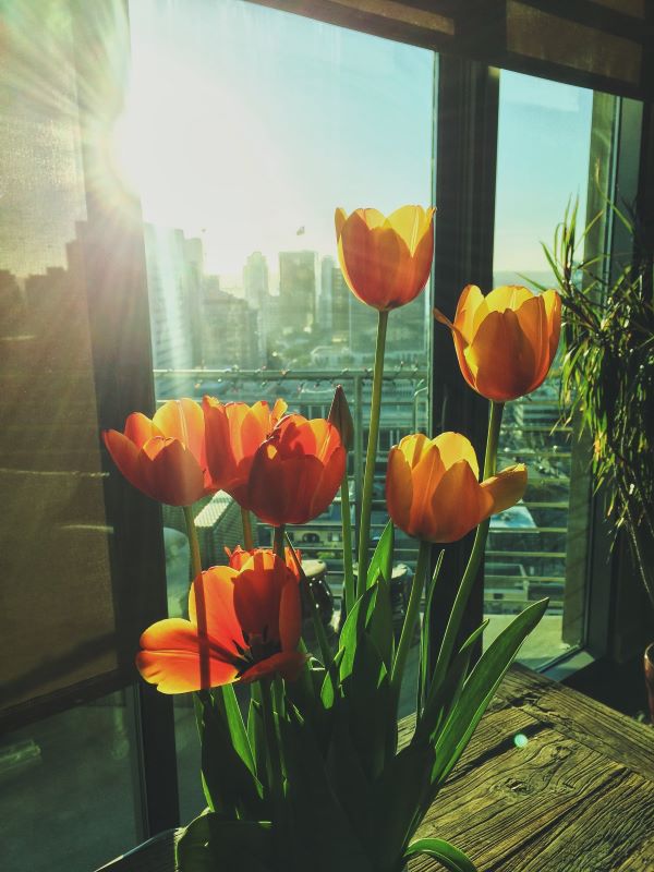 Orange tulips