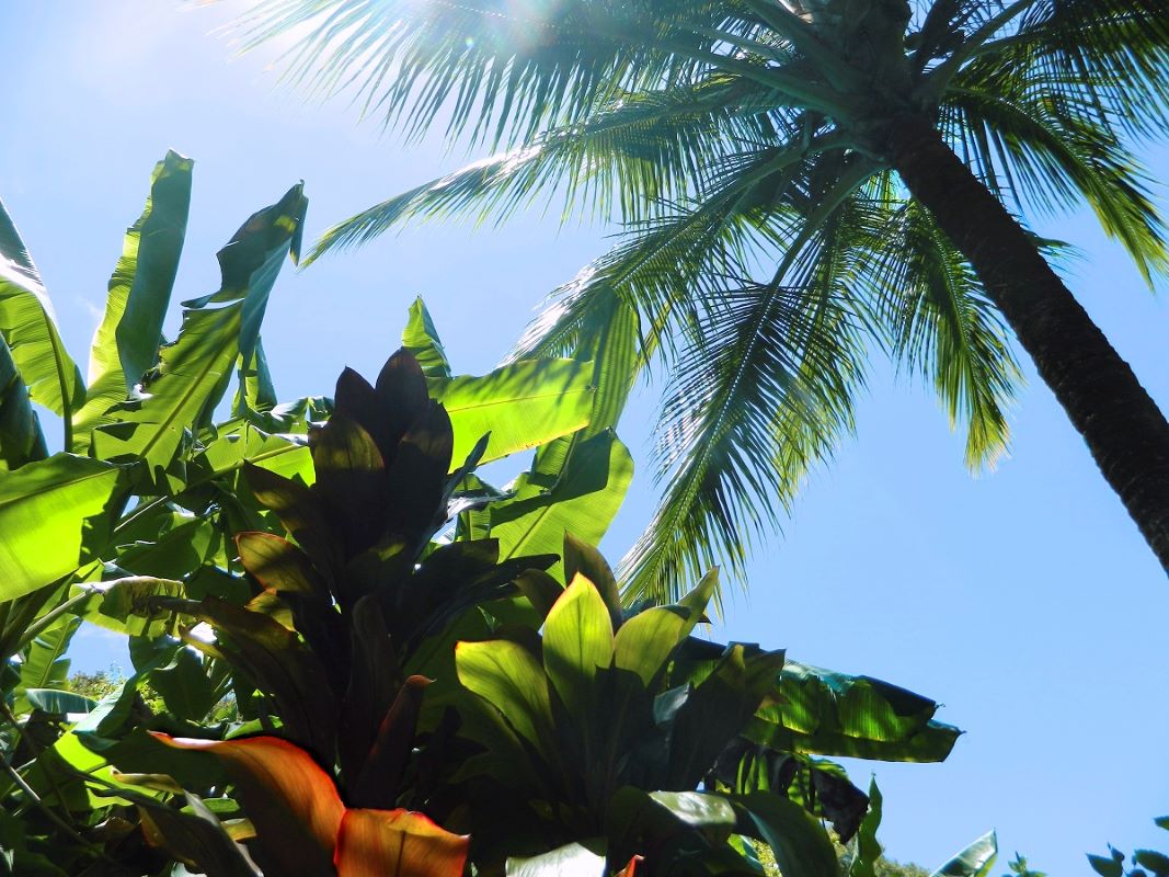 Palms on Kaanapali Beach, Hawaii